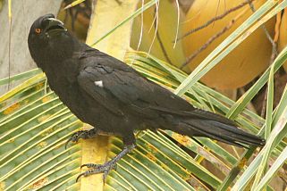 Corvus leucognaphalus - Antillenkrähe